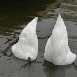 Ausflug nach Kärnten