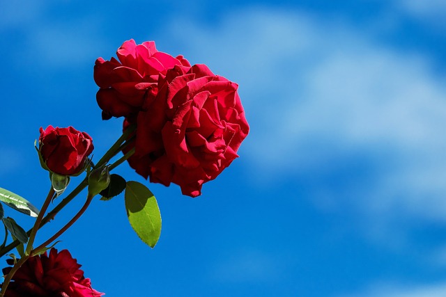 roses 1619566 640